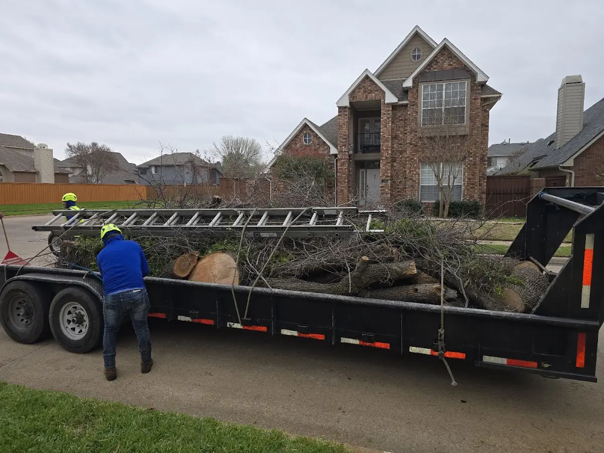 Expert Tree Removal with proper safety equipment in Metaline